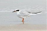 Forster's Tern